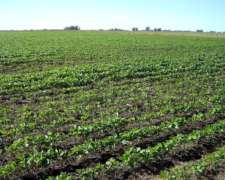 Mercedes, Buenos Aires - 60 Ha