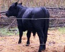 Ternero Negro, Posible Reproductor, de Buen Padre