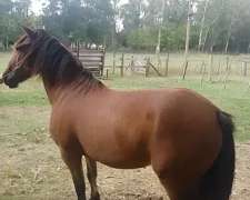 Caballo Zaino Colorado 10 ÑOS