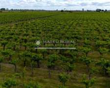 58 Has. Finca con Parrales en Santa Rosa, Mendoza