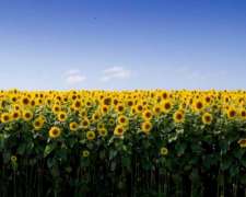 Campo Alquiler Soja Maiz Girasol