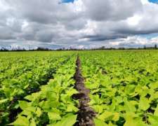 330 Hectáreas, las Varas, Salta