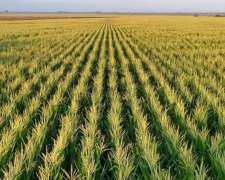 Córdoba Toledo 40 Has Agrícolas Excelentes