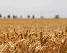 270 Ha Agrícolas. Zona Nogoyá. Buen Campo
