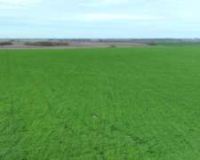 200 Hectáreas Agricolas. Arrecifes.