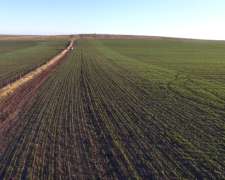 Campo Mixto 680 Has – Coronel Dorrego – Buenos Aires