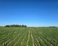 Cordoba – Venta muy Buen Campo Agricola 440 Ha Pampa Arenosa