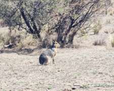 Vende Campo - 1160 Ha - Zona Cazador, San Luis
