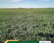 Semilla de Triticale ONA ( Fiscalizado )