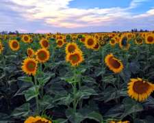 Busco Campos Agrícolas en Alquiler