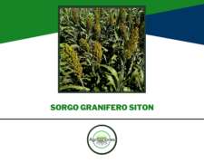 Sorgo Granifero Siton ( Hiper Precoz )