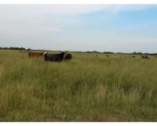 Campo Ganadero Armado, Chaco