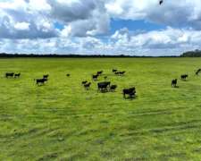 Pcia. de Corrientes - Alvear 426 Has