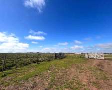 51 Has. Agrícolas en Cte. N. Otamendi, Gral. Alvarado