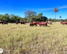 Campo Ganadero en Producción Federal E.r.