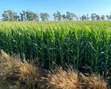 Campo en Venta, 400 Has. Bandera - Santiago del Estero