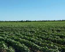 Campo Agricola 589 Has - Tres Isletas Chaco