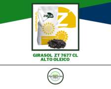 Semilla de Girasol Alto Oleico ZT 7677 CL