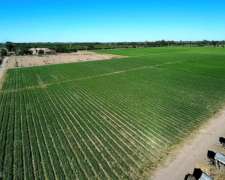 Vende Finca De 49 Ha - D° A Riego Y Represa - San Martín