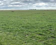 Arrendamiento Pila 65 Kg Conversable - 4400 Ha