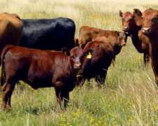 280 Has en Venta en V. Mercedes ( S. L. )