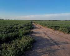 Icampo Agricultura en Alquiler