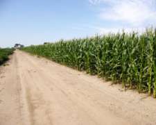 Campo en Venta, 519 Has. Bandera - Santiago del Estero.