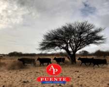 En Venta 3100 HA. Victorica, la Pampa