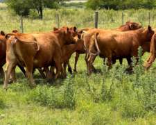 Venta de Toros Limangus