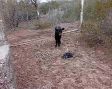 Busco Campo Ganadero en Arrendamiento