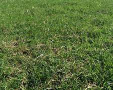 862 Ha Ganaderas. Arrendamiento. Victoria