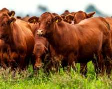 70 Vaquillas con Terneros al PIE Puras Angus $ 800.000