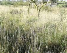 Campo Ganadero 5900 Has. Chañar. la Rioja