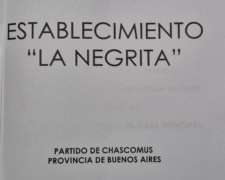 Campo Mixto 470 Ha - Zona Chascomús