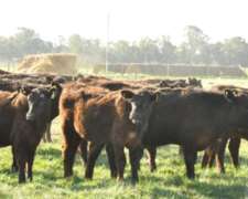 Cualtium Dervon 90 Novillitos Feedloot y 90 Recría Invernada