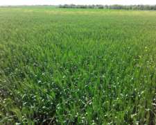 Campo Ganadero 3050 Hectáreas