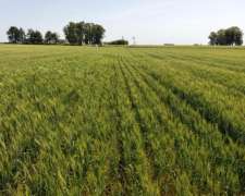 60 Hectáreas Agrícolas Sobre Ripio, Gualeguaychú.