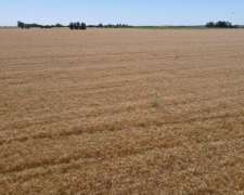 100 Hectáreas de Campo Agrícola. Buen Acceso, Gualeguaychú.