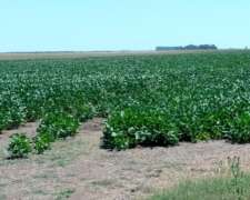Alquilo Campo Agricola en Gral. Alvear