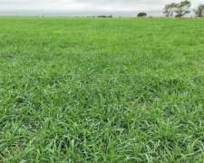 400ha Agricola Ganaderas en Departamento Guatrache