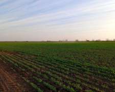 Piamonte - 92 Has - Mixtas