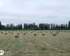 Lovendo Campito Rentable en Mendoza