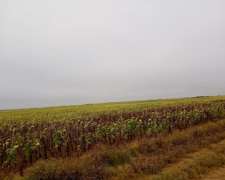 Campo Agrícola en Venta Zona Suroeste Villa Mercedes S.L