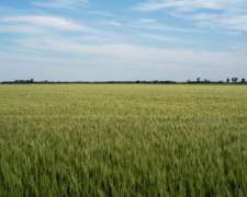 Venta De Campo En Intendente Alvear, La Pampa - 600 Ha