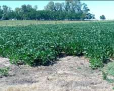 42 Ha Agricolas Venta Sobre Ruta Saladillo