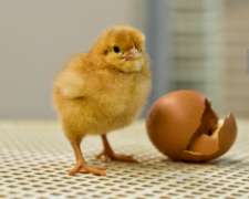 Vendo Ponedoras BB Brown Nick (colorada).