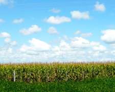 Campo 92 Hectareas Madariaga