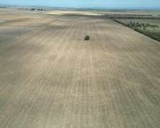 Venta 100 Has Agrícolas Tilisarao