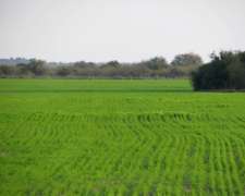 401 Has en Sauce Corrientes