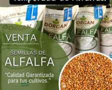 Pre Campaña Alfalfas Dorgan